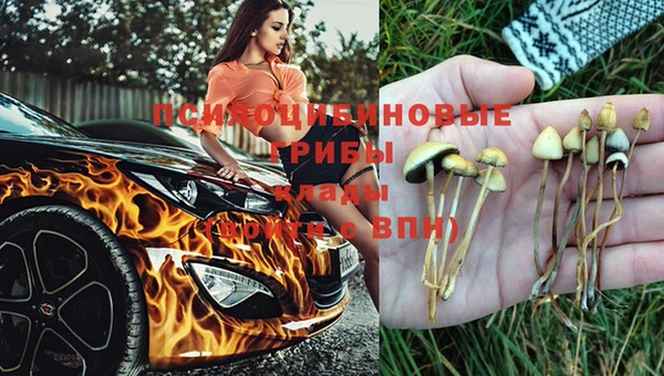 прущие грибы Дмитров
